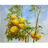 LIMONE NO.02